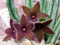 Meet Stapelia olivacea. The common name for this is African Starfish Flower. Stargazer Exotics is proud to offer the freshest of rare plant seeds. Other Common names for this rare Cacti are: Starfish flower, Carrion flower, Toad plant, Snake cactus, Olive stapelia. Check this African Starfish Flower (Stapelia olivacea) out along with all of our other Cacti plant seeds here at Stargazer Exotics. We ship these Cacti seeds from Canada to anywhere in the World.