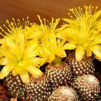 Meet Copiapoa hypogaea  var. lauii. The common name for this is Copiapoa Laui. Stargazer Exotics is proud to offer the freshest of rare plant seeds. Other Common names for this rare Cacti are: Copiapoa Laui - Pebble Cactus, Snowball Cactus, Chilean Nipple Cactus. Check this Copiapoa Laui (Copiapoa hypogaea  var. lauii) out along with all of our other Cacti plant seeds here at Stargazer Exotics. We ship these Cacti seeds from Canada to anywhere in the World.
