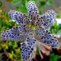 Meet Kalanchoe delagoensis. The common name for this is Mother Of Millions. Stargazer Exotics is proud to offer the freshest of rare plant seeds. Other Common names for this rare Succulent are: Chandelier Plant, Kalanchoe diagremontiana, Alligator Plant.  Check this Mother Of Millions (Kalanchoe delagoensis) out along with all of our other Succulent plant seeds here at Stargazer Exotics. We ship these Succulent seeds from Canada to anywhere in the World.
