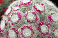 Meet Mammillaria hahniana. The common name for this is The Old Lady Cactus. Stargazer Exotics is proud to offer the freshest of rare plant seeds. Other Common names for this rare Cactus are: Cephalocereus Senilis, White Persian Cat Cactus, Old Man Cactus, Cotton Ball Cactus. Check this The Old Lady Cactus (Mammillaria hahniana) out along with all of our other Cacti plant seeds here at Stargazer Exotics. We ship these Cactus seeds from Canada to anywhere in the World.
