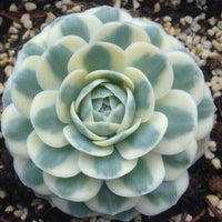 Meet Orostachys iwarenge. The common name for this is Chinese Dunce Cap. Stargazer Exotics is proud to offer the freshest of rare plant seeds. Other Common names for this rare Succulent are: Check this Orostachys Iwarenge, Chinese Duncecap, Hardy Succulent, Dwarf Dunce Cap (Orostachys iwarenge) out along with all of our other Succulent plant seeds here at Stargazer Exotics. We ship these Succulent seeds from Canada to anywhere in the World.
