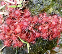 Meet Drosera Brevifolia. The common name for this is Dwarf Sundew. Stargazer Exotics is proud to offer the freshest of rare plant seeds. Other Common names for this rare Carnivorous Plant are: Drosera Scorpioides, Cape Sundew, Lance-Leaved Sundew. Check this Dwarf Sundew (Drosera Brevifolia) out along with all of our other Carnivorous Plants seeds here at Stargazer Exotics. We ship these Carnivorous Plants seeds from Canada to anywhere in the World.
