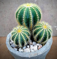 Meet  Notocactus magnificus. The common name for this is Balloon Cactus. Stargazer Exotics is proud to offer the freshest of rare plant seeds. Other Common names for this rare Cacti are: Balloon Cactus, Powder Puff Cactus, Balloon Pincushion. Check thisBalloon Cactus (Notocactus magnificus) out along with all of our other Cacti plant seeds here at Stargazer Exotics. We ship these Cacti seeds from Canada to anywhere in the World.