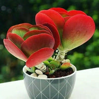 Meet Kalanchoe thyrsiflora. The common name for this is Flapjack Paddle Plant. Stargazer Exotics is proud to offer the freshest of rare plant seeds. Other Common names for this rare Succulent are: Kalanchoe thyrsiflora, Desert Cabbage, Flapjack Plant. Check this Flapjack Paddle Plant (Kalanchoe thyrsiflora) out along with all of our other Succulent plant seeds here at Stargazer Exotics. We ship these Succulent seeds from Canada to anywhere in the World.
