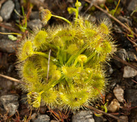 Meet Drosera hookeri. The common name for this is Pale Sundew. Stargazer Exotics is proud to offer the freshest of rare plant seeds. Other Common names for this rare Carnivorous Plant are: English Sundew, Dewplant, Drosera tokaiensis, Oblong-leaf Sundew, Round-leaved Sundew. Check this Pale Sundew (Drosera hookeri) out along with all of our other Carnivorous Plants seeds here at Stargazer Exotics. We ship these Carnivorous Plants seeds from Canada to anywhere in the World.
