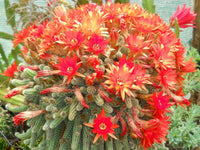 Meet Lobivia sylvestris. The common name for this is Peanuts Cactus. Stargazer Exotics is proud to offer the freshest of rare plant seeds. Other Common names for this rare Cactus are: Peanut Cactus, Rat Tail Cactus, Rat's Tail Cactus, Monkey Tail Cactus. Check this Peanuts Cactus (Lobivia sylvestris) out along with all of our other Cacti plant seeds here at Stargazer Exotics. We ship these Cactus seeds from Canada to anywhere in the World.
