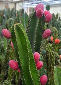 Meet Cereus repandus. The common name for this is Peruvian Apple Cactus. Stargazer Exotics is proud to offer the freshest of rare plant seeds. Other Common names for this rare Cactus are: Cereus repandus, Hedge Cactus, Giant Club Cactus, Queen of the Night, Pitaya. Check this Peruvian Apple Cactus (Cereus repandus) out along with all of our other Cacti plant seeds here at Stargazer Exotics. We ship these Cactus seeds from Canada to anywhere in the World.
