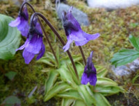 Meet Pinguicula vulgaris. The common name for this is Common Butterwort. Stargazer Exotics is proud to offer the freshest of rare plant seeds. Other Common names for this rare Carnivorous Plant are: Round-leaved sundew, common sundew, butterwort, English sundew, flypaper plant. Check this Common Butterwort (Pinguicula vulgaris) out along with all of our other Carnivorous Plants seeds here at Stargazer Exotics. We ship these Carnivorous Plants seeds from Canada to anywhere in the World.
