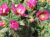 Meet Cylindropuntia imbricata. The common name for this is Cane Tree Cholla. Stargazer Exotics is proud to offer the freshest of rare plant seeds. Other Common names for this rare Cacti are: Cane Cactus, Walking Stick Cactus, Cylindropuntia spinosior. Check this Cane Tree Cholla (Cylindropuntia imbricata) out along with all of our other Cacti plant seeds here at Stargazer Exotics. We ship these Cacti seeds from Canada to anywhere in the World.
