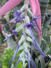 Meet Billbergia brasiliensis. The common name for this is Brazillian Bromeliad. Stargazer Exotics is proud to offer the freshest of rare plant seeds. Other Common names for this rare Bromeliad are: Turquoise Puya:Brazilian Bromeliad, Canistropsis billbergioides, Pineapple Bromeliad. Check this Brazillian Bromeliad (Billbergia brasiliensis) out along with all of our other Bromeliads plant seeds here at Stargazer Exotics. We ship these Bromeliads seeds from Canada to anywhere in the World.
