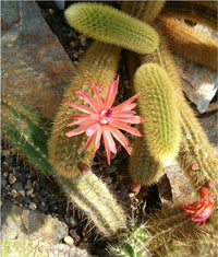 Meet Hildewintera aureispina. The common name for this is Golden Rat Tail Cactus. Stargazer Exotics is proud to offer the freshest of rare plant seeds. Other Common names for this rare Cacti are: Rat's Tail Cactus, Aporocactus flagelliformis, Disocactus flagelliformis. Check this Golden Rat Tail Cactus (Hildewintera aureispina) out along with all of our other Cacti plant seeds here at Stargazer Exotics. We ship these Cacti seeds from Canada to anywhere in the World.
