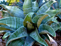 Meet Agave marmorata. The common name for this is Marbled Agave. Stargazer Exotics is proud to offer the freshest of rare plant seeds.Other Common names for this rare Succulent are: Century Plant, Mottled Agave, Spotted Agave, Marble Agave. Check this Marbled Agave (Agave marmorata) out along with all of our other Succulent plant seeds here at Stargazer Exotics. We ship these Succulent seeds from Canada to anywhere in the World.
