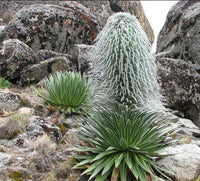 Meet StenocereLobelia telekiiusat. The common name for this is Hairy Man Cactus. Stargazer Exotics is proud to offer the freshest of rare plant seeds. Other Common names for this rare Cacusi are: Old Man Cactus, Cephalocereus senilis. Check this Hairy Man Cactus (Lobelia telekii) out along with all of our other Cacti plant seeds here at Stargazer Exotics. We ship these Cactus sees from Canada to anywhere in the World.
