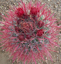 Meet Ferocactus gracilis. The common name for this is Fire Barrel Cactus. Stargazer Exotics is proud to offer the freshest of rare plant seeds. Other Common names for this rare Cacti are: Arizona Barrel Cactus, Ferocactus Acanthodes. Check this Fire Barrel Cactus (Eriosyce esmeraldana) out along with all of our other Cacti plant seeds here at Stargazer Exotics. We ship these Cacti seeds from Canada to anywhere in the World.