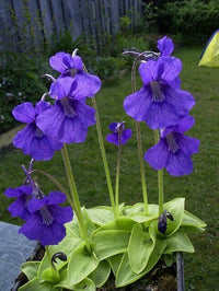 Meet Pinguicula grandiflora. The common name for this is Large Flowered Butterwort. Stargazer Exotics is proud to offer the freshest of rare plant seeds. Other Common names for this rare Carnivorous Plant are: Giant Butterwort, Purple Butterwort, Grand Butterwort, Butterwort Sundew. Check this Large Flowered Butterwort  (Pinguicula grandiflora) out along with all of our other Carnivorous Plants seeds here at Stargazer Exotics. We ship these Carnivorous Plants seeds from Canada to anywhere in the World.
