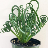 Meet Albuca namaquensis. The common name for this is Spiral Succulent. Stargazer Exotics is proud to offer the freshest of rare plant seeds. Other Common names for this rare Succulent are: Spiral Aloe, Spiral Cactus, Spiral Agave, Spiral Jade. Check this Spiral Succulent (Albuca namaquensis) out along with all of our other Succulent plant seeds here at Stargazer Exotics. We ship these Succulent seeds from Canada to anywhere in the World.
