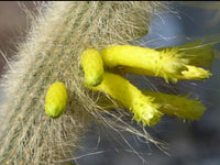 Meet Cephalocleistocactus ritteri. The common name for this is Ritter Cactus. Stargazer Exotics is proud to offer the freshest of rare plant seeds. Other Common names for this rare Cactus are: Rat tail cactus, Mistletoe cactus. Check this Ritter Cactus (Cephalocleistocactus ritteri) out along with all of our other Cacti plant seeds here at Stargazer Exotics. We ship these Cactus seeds from Canada to anywhere in the World.
