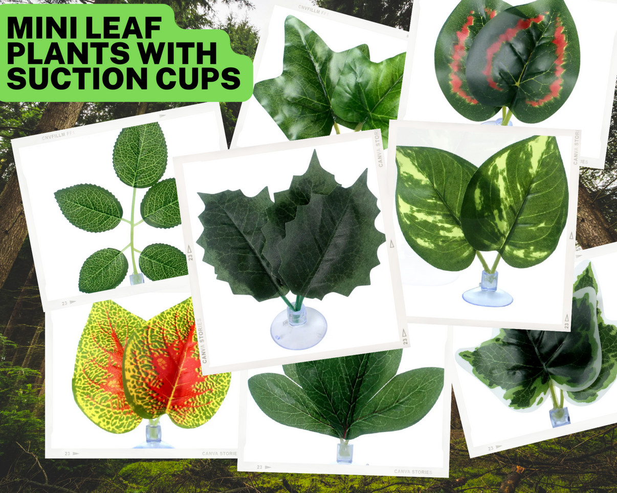 Mini Leaf Plants with Suction Cup Style Choice SEND ME A RANDOM ONE