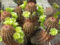 Meet Echinocereus Viridiflorus. The common name for this is Nylon Hedgehog Cactus. Stargazer Exotics is proud to offer the freshest of rare plant seeds. Other Common names for this rare Cactus are: Nylon Hedgehog Cactus - Rainbow Cactus, Echinocereus viridiflorus. Check this Nylon Hedgehog Cactus (Echinocereus Viridiflorus) out along with all of our other Cacti plant seeds here at Stargazer Exotics. We ship these Cactus seeds from Canada to anywhere in the World.