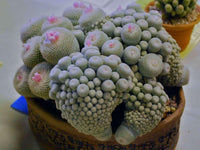 Meet Epithelantha micromeris. The common name for this is Button Cactus. Stargazer Exotics is proud to offer the freshest of rare plant seeds. Other Common names for this rare Cacti are: Pincushion Cactus, Mammillaria, Hedgehog Cactus. Check this Bolivian Cactus (Epithelantha micromeris) out along with all of our other Cacti plant seeds here at Stargazer Exotics. We ship these Cacti seeds from Canada to anywhere in the World.
