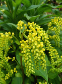 Meet Umbilicus oppostifolius. The common name for this is Lamb's Tail. Stargazer Exotics is proud to offer the freshest of rare plant seeds.Other Common names for this rare Succulent are: Chenille Plant, Acalypha hispida. Check this Lamb's Tail (Umbilicus oppostifolius) out along with all of our other Succulent plant seeds here at Stargazer Exotics. We ship these Succulent seeds from Canada to anywhere in the World.
