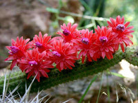 Meet Bolivicereus samaipatanus. The common name for this is Bolivian Cactus . Stargazer Exotics is proud to offer the freshest of rare plant seeds. Other Common names for this rare Cacti are: Bolivian Cactus, Trichocereus bridgesii, Echinopsis lageniformis. Check this Bolivian Cactus (Bolivicereus samaipatanus) out along with all of our other Cacti plant seeds here at Stargazer Exotics. We ship these Cacti seeds from Canada to anywhere in the World.
