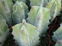 Meet Stenocereus stellatus 'Amarillo'. The common name for this is Gray Ghost Organ Pipe Cactus. Stargazer Exotics is proud to offer the freshest of rare plant seeds. Other Common names for this rare Cacti are: Yellow Prickly Pear, Indian Fig, Opuntia amarilla, Amarillo Prickly Pear. Check this Gray Ghost Organ Pipe Cactus (Stenocereus stellatus 'Amarillo') out along with all of our other Cacti plant seeds here at Stargazer Exotics. We ship these Cacti seeds from Canada to anywhere in the World.