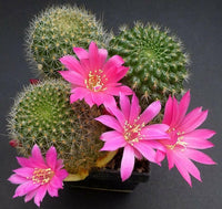 Meet Rebutia violaciflora. The common name for this is Pink Crown Cactus. Stargazer Exotics is proud to offer the freshest of rare plant seeds. Other Common names for this rare Cactus are: Peyote Cactus: Pink crown of thorns, Christ plant, Christ thorn, Euphorbia milii. Check this Pink Crown Cactus(Rebutia violaciflora) out along with all of our other Cacti plant seeds here at Stargazer Exotics. We ship these Cactus seeds from Canada to anywhere in the World.
