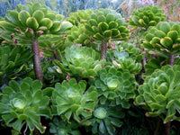 Meet Aeonium undulatum. The common name for this is Stalked Aeonium. Stargazer Exotics is proud to offer the freshest of rare plant seeds. Other Common names for this rare Succulent are: Tree Houseleek, Irish Rose, Stalked Aeonium, Tree Aeonium. Check this Spring Miracle Sedum  Stonecrop (Aeonium undulatum) out along with all of our other Succulent plant seeds here at Stargazer Exotics. We ship these Succulent seeds from Canada to anywhere in the World.
