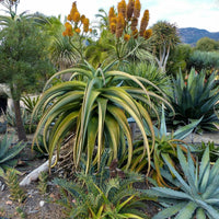 Meet Aloe thraskii. The common name for this is Dune Aloe. Stargazer Exotics is proud to offer the freshest of rare plant seeds. Other Common names for this rare Succulent are: Dwarf Aloe, Sand Aloe, Aloe X 'Blue Elf'. Check this Dune Aloe (Aloe thraskii) out along with all of our other Succulent plant seeds here at Stargazer Exotics. We ship these Succulent seeds from Canada to anywhere in the World.
