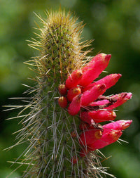 Meet Cleistocactus candelilla. The common name for this is Closed Cactus. Stargazer Exotics is proud to offer the freshest of rare plant seeds. Other Common names for this rare Cacti are: Ball cactus, pincushion cactus, hedgehog cactus, nipple cactus, red-headed Irishman, devil's pincushion. Check this Closed Cactus (Cleistocactus candelilla) out along with all of our other Cacti plant seeds here at Stargazer Exotics. We ship these Cacti seeds from Canada to anywhere in the World.
