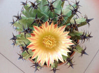 Meet Ferocactus horridus. The common name for this is Barrel Cactus. Stargazer Exotics is proud to offer the freshest of rare plant seeds. Other Common names for this rare Cacti are:  Barrel Cactus, Fishhook Cactus, Compass Cactus. Check this Barrel Cactus (Ferocactus horridus) out along with all of our other Cacti plant seeds here at Stargazer Exotics. We ship these Cacti seeds from Canada to anywhere in the World.