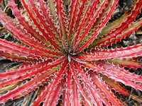 Meet Hechtia texensis. The common name for this is Texas False Agave. Stargazer Exotics is proud to offer the freshest of rare plant seeds. Other Common names for this rare Bromeliad are: False Agave, Maguey, Century Plant, American Aloe. Check this Texas False Agave (Hechtia texensis) out along with all of our other Bromeliads plant seeds here at Stargazer Exotics. We ship these Bromeliads seeds from Canada to anywhere in the World.
