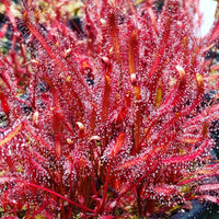 Red Cape Sundew