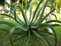 Meet Agave vilmorinian. The common name for this is Octopus Agave. Stargazer Exotics is proud to offer the freshest of rare plant seeds. Other Common names for this rare Succulent are: Agave vilmorinian Octopus Agave - Agave vilmoriniana.  Check this Octopus Agave (Agave vilmorinian) out along with all of our other Succulent plant seeds here at Stargazer Exotics. We ship these Succulent seeds from Canada to anywhere in the World.
