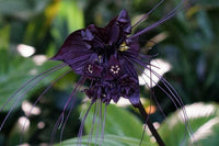 Meet Tacca chantrieri. The common name for this is Black Bat Flower. Stargazer Exotics is proud to offer the freshest of rare plant seeds. Other Common names for this rare Other Rare Plants are: Black Bat Flower, Black Tacca, Devil Flower. Check this Black Bat Flower (Tacca chantrieri) out along with all of our other Other Rare Plants plant seeds here at Stargazer Exotics. We ship these Other Rare Plants seeds from Canada to anywhere in the World.
