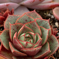 Meet Echeveria longissima. The common name for this is Red Splattered Succulent. Stargazer Exotics is proud to offer the freshest of rare plant seeds. Other Common names for this rare Succulent are:  Red splash plant, Red-speckled haworthia. Check this Red Rock Stones (Echeveria longissima) out along with all of our other Succulent plant seeds here at Stargazer Exotics. We ship these Succulent seeds from Canada to anywhere in the World.
