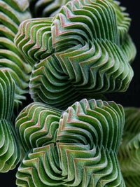 Meet Crassula columnaris. The common name for this is Upright Crassula. Stargazer Exotics is proud to offer the freshest of rare plant seeds. Other Common names for this rare Succulent are: Tower of Jewels, Pine Tree Plant, Silver Dollar Plant. Check this Upright Crassula (Crassula columnaris) out along with all of our other Succulent plant seeds here at Stargazer Exotics. We ship these Succulent seeds from Canada to anywhere in the World.
