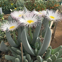 Meet Cheiridopsis denticulata. The common name for this is Rabbit Ears Succulent. Stargazer Exotics is proud to offer the freshest of rare plant seeds. Other Common names for this rare Succulent are: Opuntia microdasys, Bunny Ears Cactus, Polka-Dot Cactus. Check this Rabbit Ears Succulent (Cheiridopsis denticulata) out along with all of our other Succulent plant seeds here at Stargazer Exotics. We ship these Succulent seeds from Canada to anywhere in the World.
