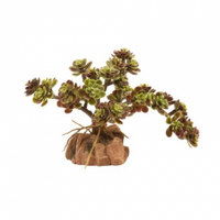 Red Leaf Stonecrop - Naturalistic Desert Plants | reptile and terrarium supplies