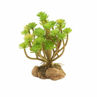 Tree Houseleek - Naturalistic Desert Plants | reptile and terrarium supplies