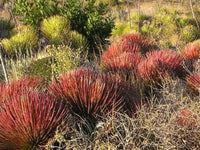 Meet Agave stricta rubra. The common name for this is Red Hedgehog Agave. Stargazer Exotics is proud to offer the freshest of rare plant seeds. Other Common names for this rare Succulent are: Agave stricta rubra, Hedgehog Agave, Stiff Agave. Check this Red Hedgehog Agave (Agave stricta rubra) out along with all of our other Succulent plant seeds here at Stargazer Exotics. We ship these Succulent seeds from Canada to anywhere in the World.
