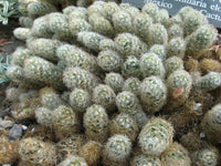 Meet Mammillaria elongata. The common name for this is Ladyfinger Cactus. Stargazer Exotics is proud to offer the freshest of rare plant seeds. Other Common names for this rare Cactus are:  Echinocactus horizonthalonius, Horse Crippler, Devil's Tongue. Check this Ladyfinger Cactus (Mammillaria elongata) out along with all of our other Cacti plant seeds here at Stargazer Exotics. We ship these Cactus seeds from Canada to anywhere in the World.