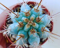 Meet Azureocereus hertlingianus. The common name for this is Blue Cerus Cactus . Stargazer Exotics is proud to offer the freshest of rare plant seeds. Other Common names for this rare Cacti are: Blue Cereus Cactus, Argentine Toothpick, Pilocereus azureus. Check this Blue Cerus  Cactus (Azureocereus hertlingianus) out along with all of our other Cacti plant seeds here at Stargazer Exotics. We ship these Cacti seeds from Canada to anywhere in the World.
