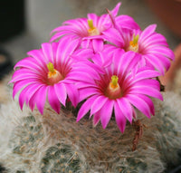 Meet Mammillaria guelzowiana. The common name for this is Big Pink Pincushion Cactus. Stargazer Exotics is proud to offer the freshest of rare plant seeds. Other Common names for this rare Cacti are: Big Pink Pincushion Cactus, Echinocactus Grusonii, Golden Barrel Cactus. Check this Big Pink Pincushion Cactus (Mammillaria guelzowiana) out along with all of our other Cacti plant seeds here at Stargazer Exotics. We ship these Cacti seeds from Canada to anywhere in the World.
