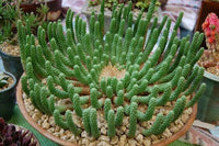 Meet Euphorbia inermis. The common name for this is Spiral Stems Cactus. Stargazer Exotics is proud to offer the freshest of rare plant seeds. Other Common names for this rare Cactus are:Rat Tail Cactus, Mistletoe Cactus, Christmas Cactus, Rattail Cactus. Check this Spiral Stems Cactus (Euphorbia inermis) out along with all of our other Cacti plant seeds here at Stargazer Exotics. We ship these Cactus seeds from Canada to anywhere in the World.
