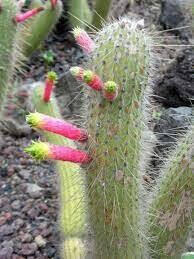 Meet Cleistocactus smaragdiflorus. The common name for this is Firecracker Cactus. Stargazer Exotics is proud to offer the freshest of rare plant seeds. Other Common names for this rare Cacti are: Mammillaria Bombycina, Powder Puff Cactus, Nipple Cactus. Check this Firecracker Cactus (Cleistocactus smaragdiflorus) out along with all of our other Cacti plant seeds here at Stargazer Exotics. We ship these Cacti seeds from Canada to anywhere in the World.
