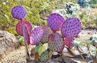 Meet Opuntia santarita. The common name for this is Prickly Pear Cactus "Santa Rita". Stargazer Exotics is proud to offer the freshest of rare plant seeds. Other Common names for this rare Cactus are: Santa Rita prickly pear, Purple prickly pear. Check this Prickly Pear Cactus "Santa Rita" (Opuntia santarita) out along with all of our other Cacti plant seeds here at Stargazer Exotics. We ship these Cactus seeds from Canada to anywhere in the World.
