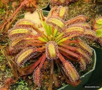 Meet Drosera capensis. The common name for this is Cape Sundew. Stargazer Exotics is proud to offer the freshest of rare plant seeds. Other Common names for this rare Carnivorous Plant are: Drosera capensis, Sundew, South African Sundew. Check this Cape Sundew (Drosera capensis) out along with all of our other Carnivorous Plants seeds here at Stargazer Exotics. We ship these Carnivorous Plants seeds from Canada to anywhere in the World.
