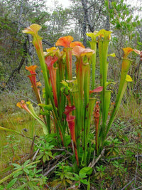 Meet Sarracenia oreophila. The common name for this is Green Pitcher Plant. Stargazer Exotics is proud to offer the freshest of rare plant seeds. Other Common names for this rare Carnivorous Plant are: Sarracenia, Trumpet Pitcher Plant, Huntsman's Cup. Check this Green Pitcher Plant (Sarracenia oreophila) out along with all of our other Carnivorous Plants seeds here at Stargazer Exotics. We ship these Carnivorous Plants seeds from Canada to anywhere in the World.